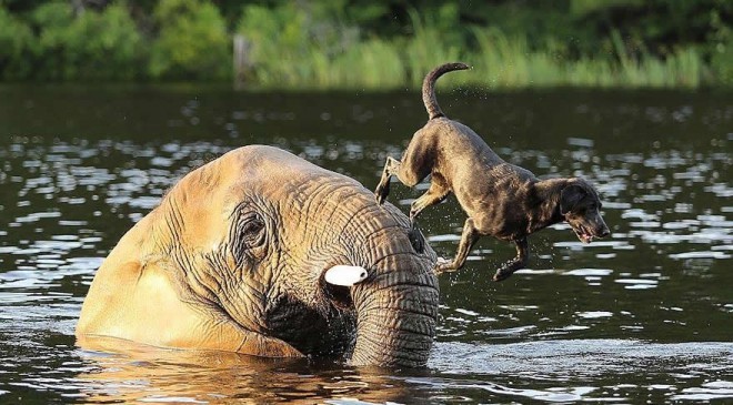 Bella and Bubbles at play (more in the gallery) 