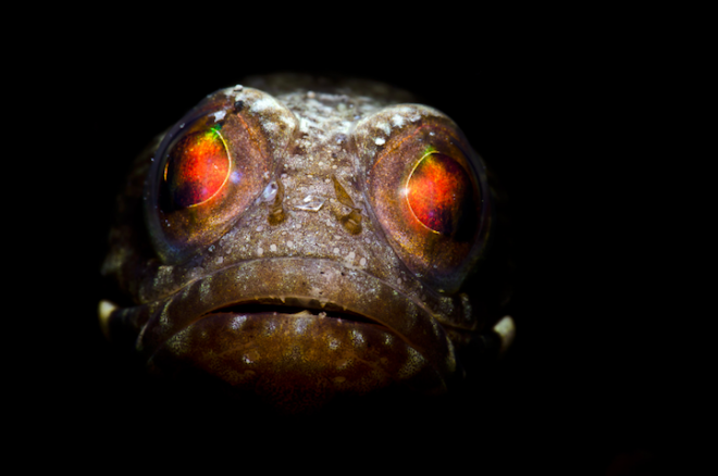 Todd Bretl - The orange gaze of a mysterious creature. 