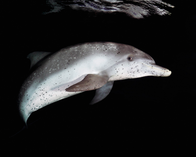 Todd Bretl - Dolphin. 