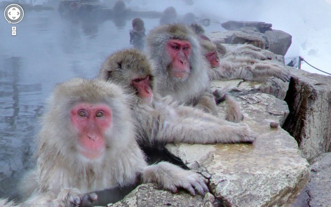 igokudani Monkey Park, Nakano, Japonska 