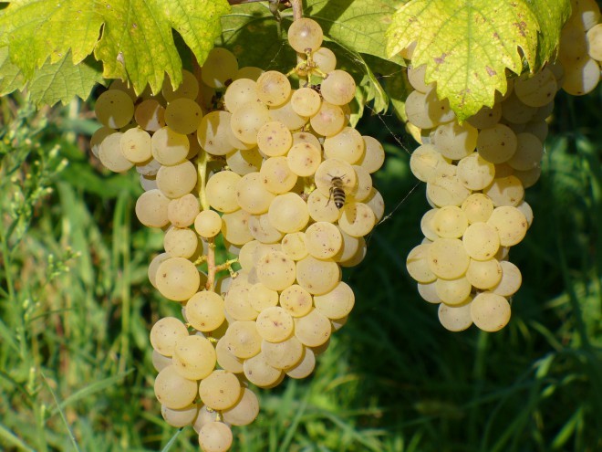 Grozdje (Foto: Sinefinis).