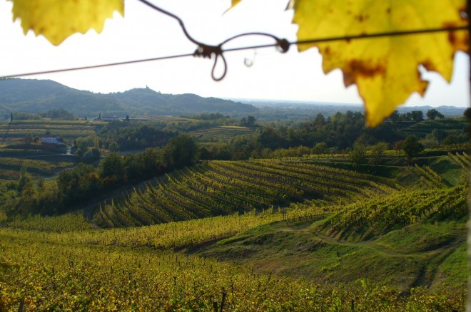 Vinogradi Sinefinis