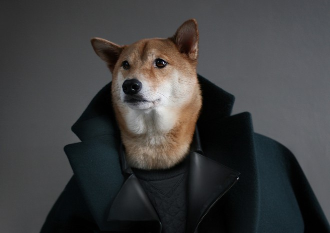 4-letni Bodhi, krivec za nastanek kolekcije Menswear Dog. 