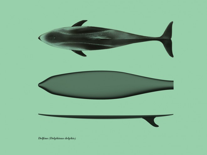 Delfin. Foto: Max Rommel.
