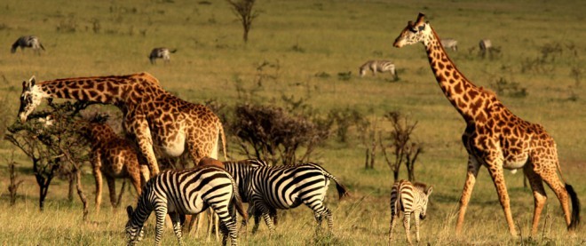 S terase hotela lahko opazujete tudi redke vrste živali. Foto: Mahali Mzuri 
