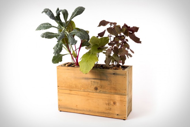 Foto: modern sprout planter