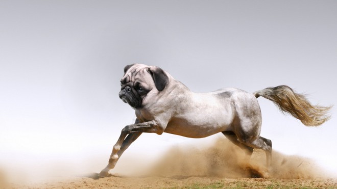 Mops + hest = monj