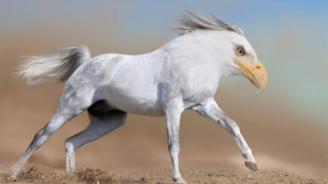 Hest + ørn = kjerne 