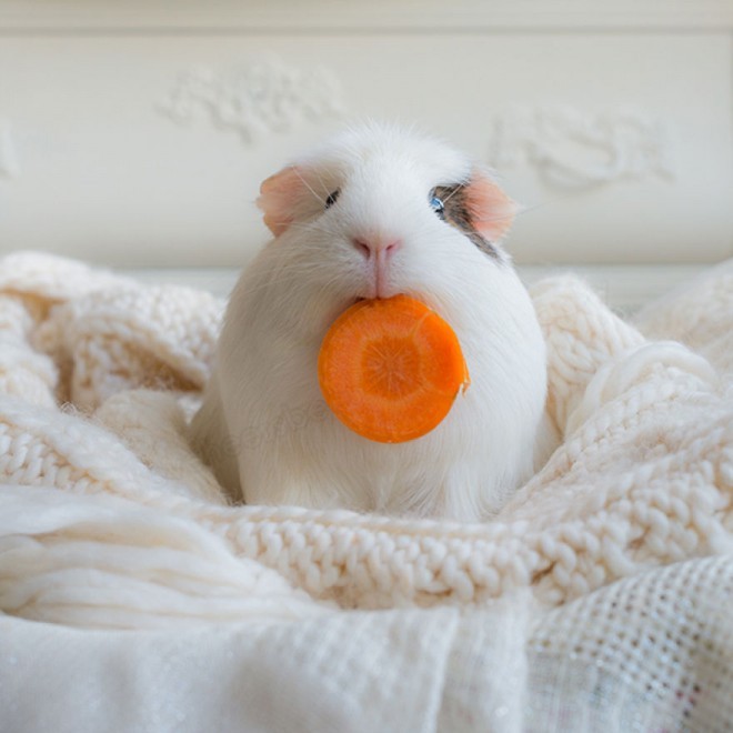 Foto: Lieveheerbeestje