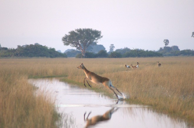 Skok antilope v narodnem parku Centralni Kalahari.