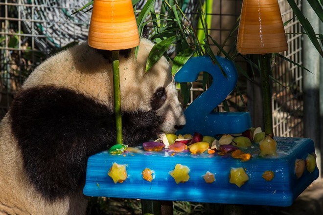 Rojstni dan praznujejo vsi prebivalci tega ZOO-ja