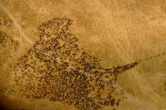 Velika migracija je največji spektakel narave v narodnem parku Masai Mara.