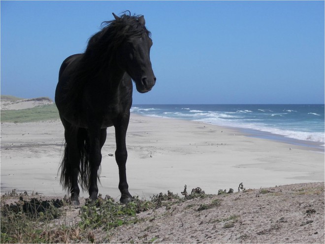 Divji konj na otoku Sable, Kanada. 