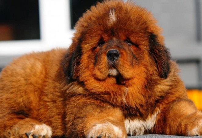 Tibetanski mastif