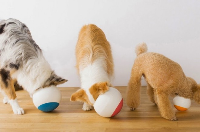 Oppo Food Ball se ne samo premika, temveč ima tudi zareze, ki hrano ločijo na deleže.