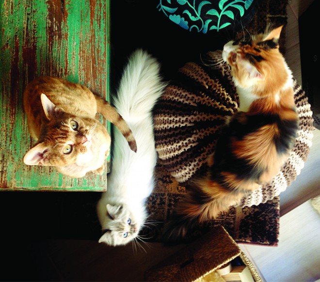卢布尔雅那猫咪咖啡馆