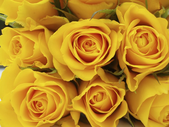 Yellow roses