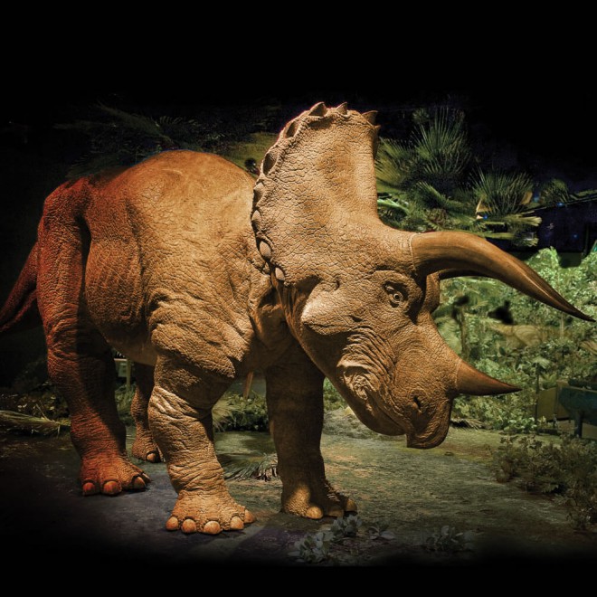 Triceratops v naravni velikosti.