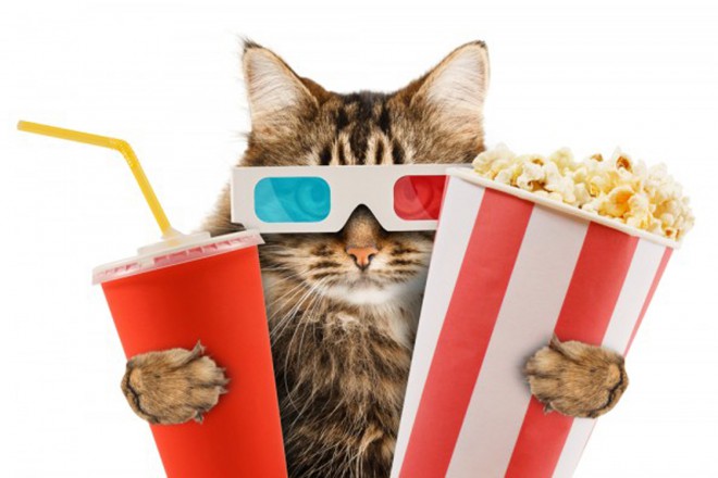 Andresti al cinema con i gatti in compagnia?