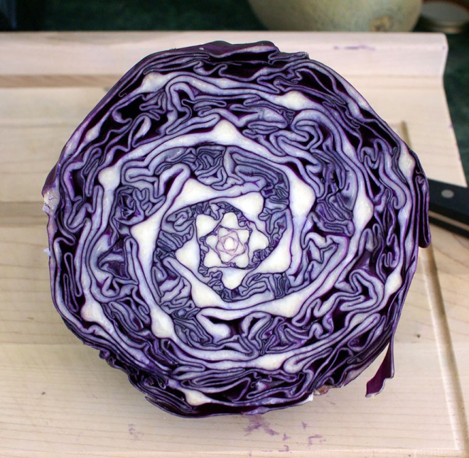 Das perfekte Muster findet sich auch im Rotkohl.