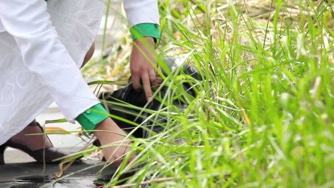 Pri podjetju Plant-e pridobivajo elektriko iz rastlin. 