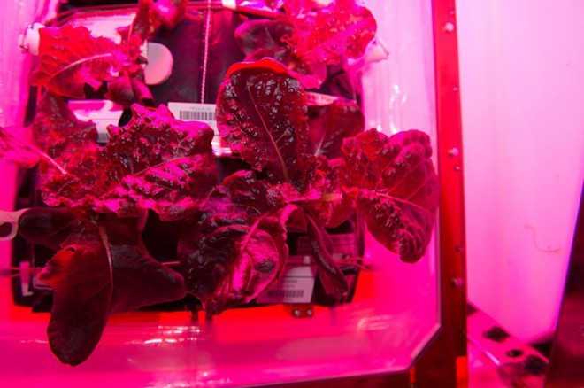 Instead of sunlight, NASA used LED bulbs.