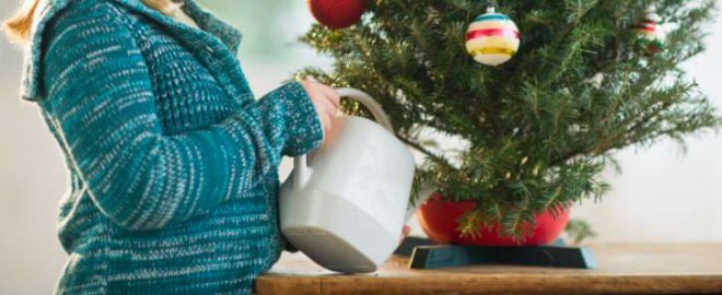 Det viktigste for det friske utseendet til juletreet er vanning