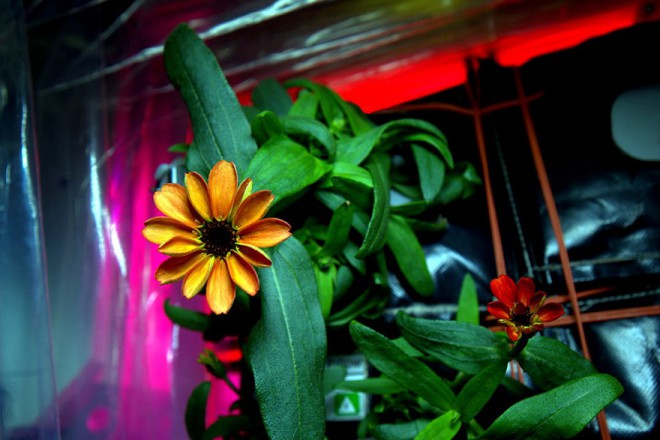 Zinnia, the first flower to grow in space.