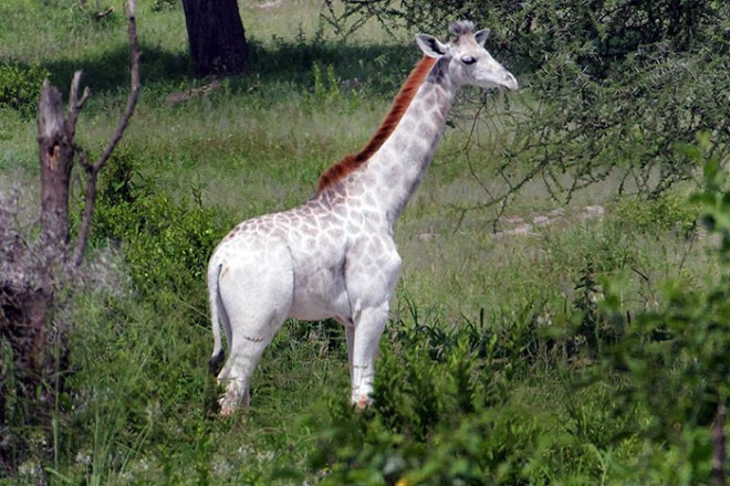 キリンのオモ