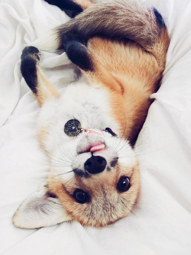 Juniper fox