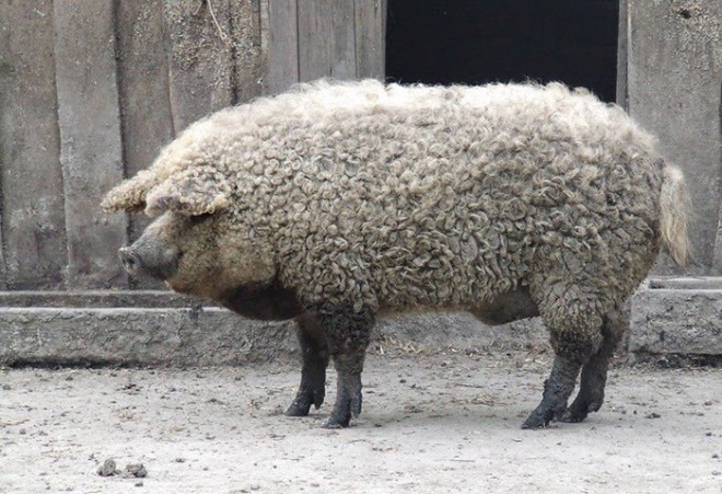 Podobnost je očitna. Nič čudnega, da magalico ljudje zamenjujejo za ovco.