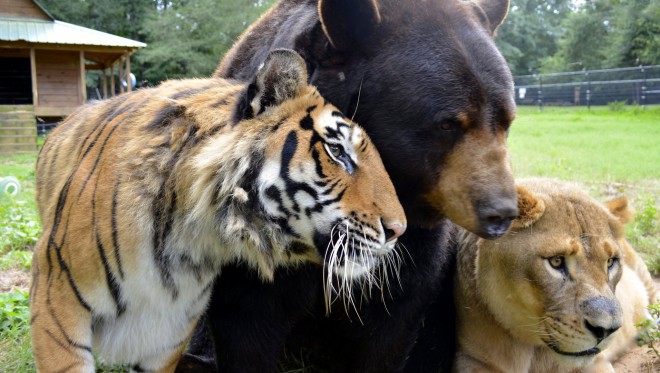 Baloo, Leo and Shere Khan are inseparable.