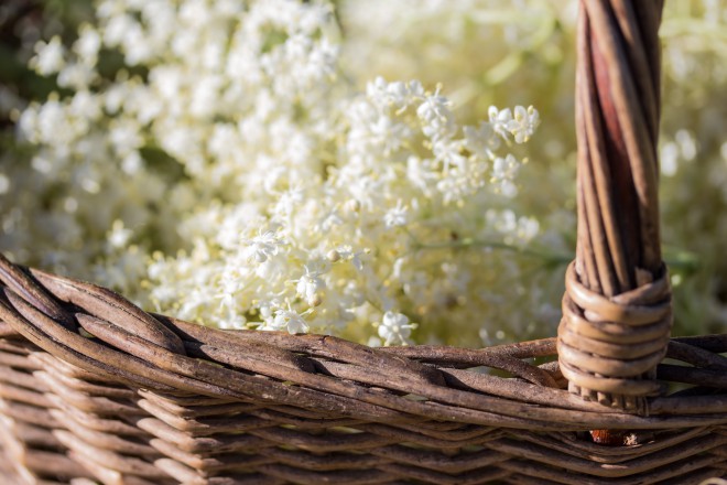 Affrettati a raccogliere i fiori di sambuco prima che fioriscano!