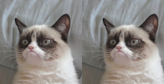 Grumpy Cat preden in potem, ko je izvedel, da ni več največja spletna mačja senzacija.