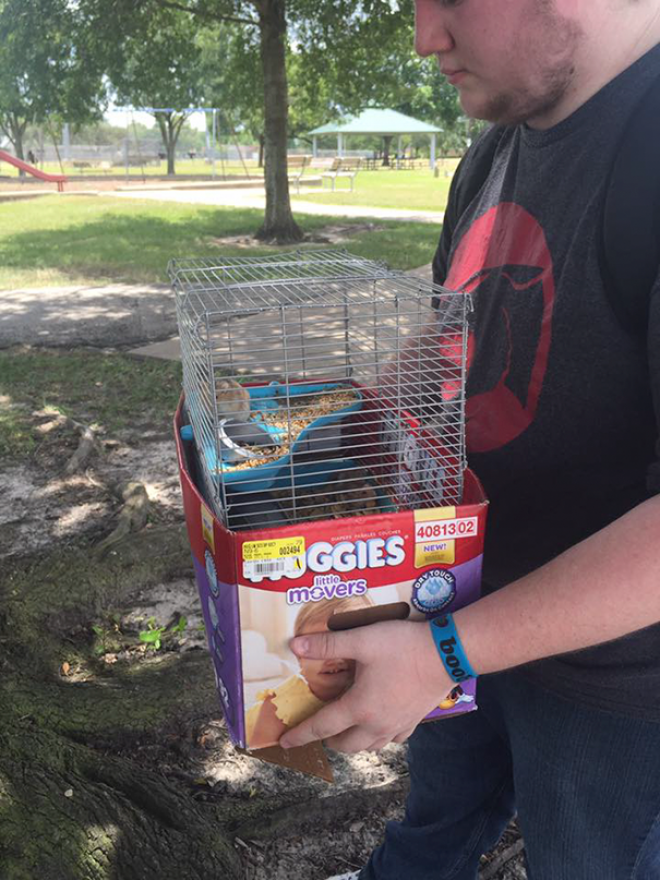 Senza il gioco per cellulare Pokemon GO, questi animali sarebbero probabilmente condannati.