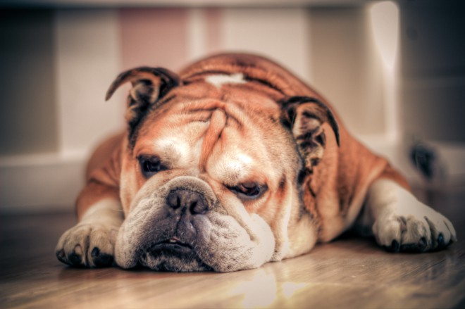 Buldog
