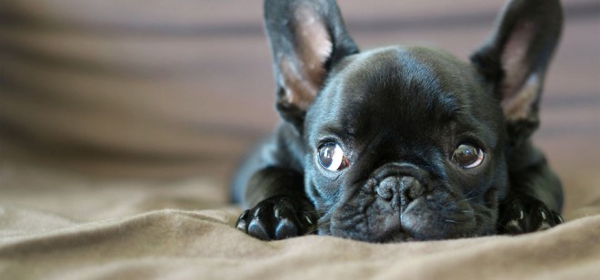 Francoski buldog 