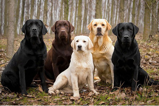 Labradorec