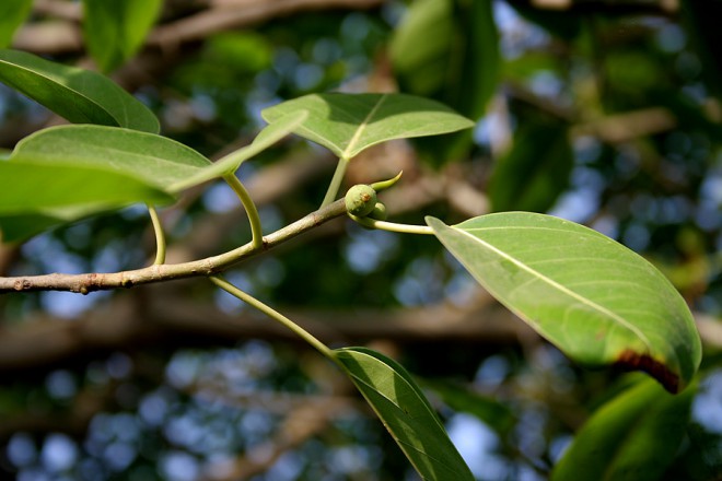 Fikus (Foto: Wikimedia Commons)