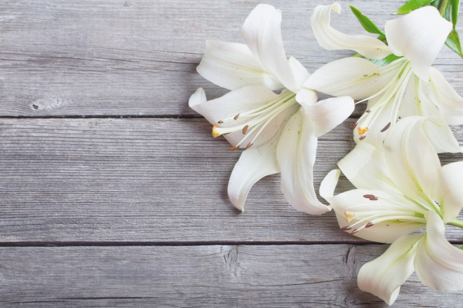 Lilije (foto: Shutterstock)