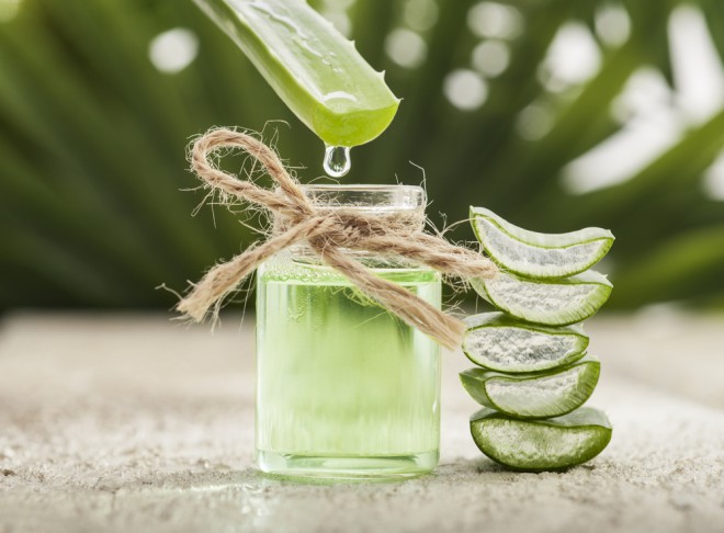 Aloe Vera je čudovito negovalno sredstvo (Foto: Shutterstock)