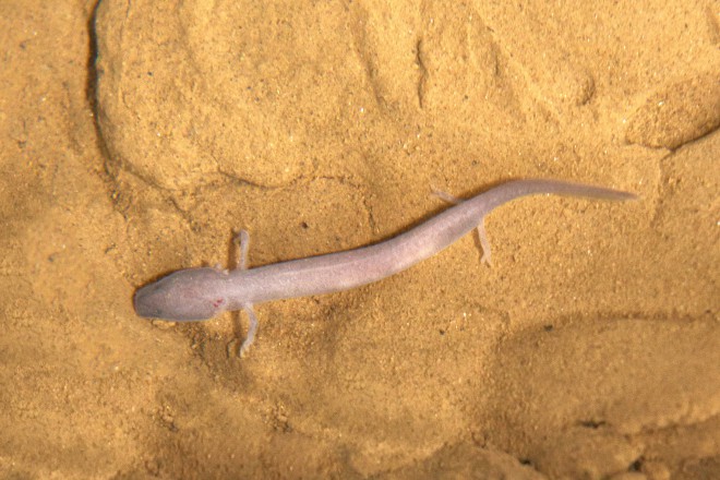 今年、人間の魚の物語が世界中に広まりました (写真: Iztok Medja)