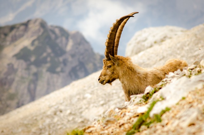 Dokler ne prideš na Triglav, nisi pravi Slovenec. Boste šli zdaj kaj lažje gor, ko se je nekoliko skrčil.
