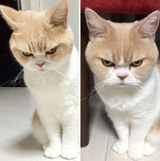 I gatti sono gentili con i loro proprietari solo quando vogliono essere coccolati o hanno fame.
