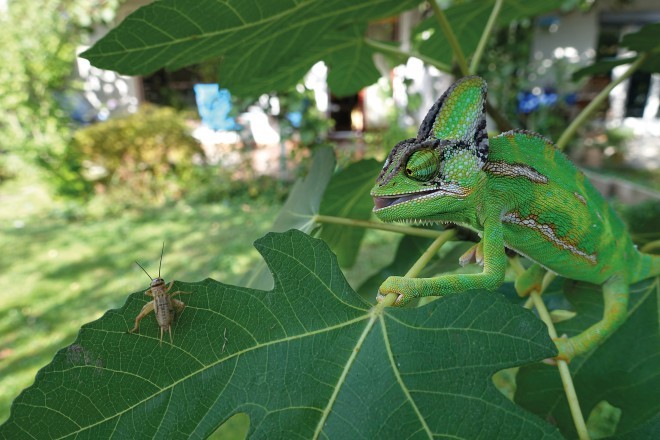 Zmagovalna fotografija v kategoriji Neverjetne živali.