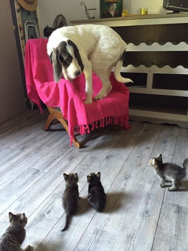 A puppy seeing kittens for the first time.