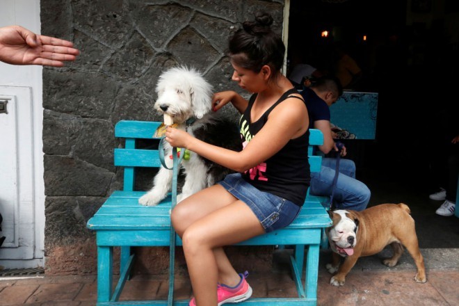 Helado para perros en Don Paleta.