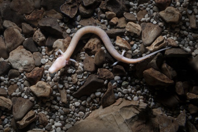 Odrasla človeska ribica v akvariju Postojnske jame