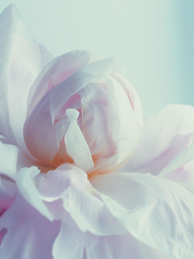 JULIA SMETANINA (RUSIJA) - FLORAL