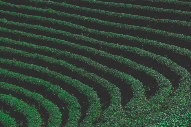 Pravi čaj mora nastati iz listov rastline Camellia sinensis.